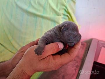 Staffordshire bull terrier