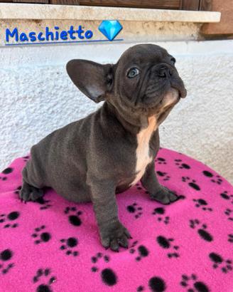 Cuccioli di bulldog francese esotici