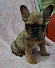 Bulldog francese esotico