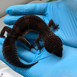 Geco leopardino