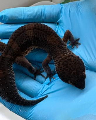 Geco leopardino