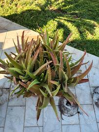 Aloe vera gigante cespugliosa in vaso