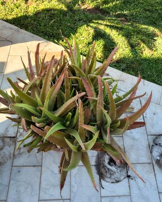 Aloe vera gigante cespugliosa in vaso