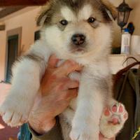 Alaskan malamute cuccioli