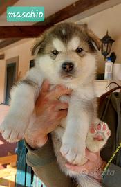 Alaskan malamute cuccioli