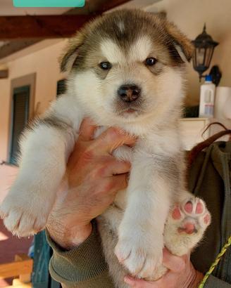 Alaskan malamute cuccioli
