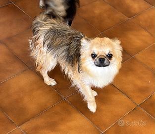 Chihuahua