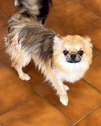 Chihuahua