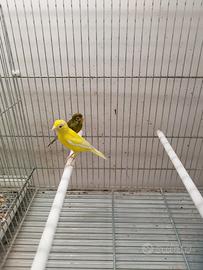 Canarini spagnoletti