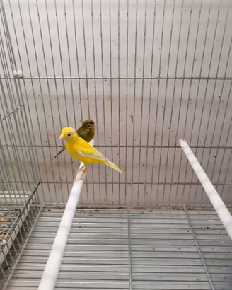 Canarini spagnoletti