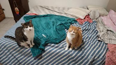 Gatti adulti