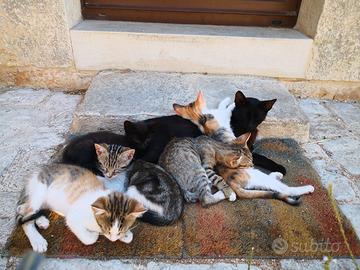 Gattini di 5 mesi