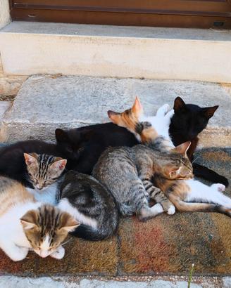 Gattini di 5 mesi