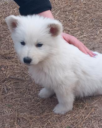 Cuccioli di Pastore Svizzero con Pedigree