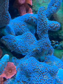 Montipora digitata azzurra