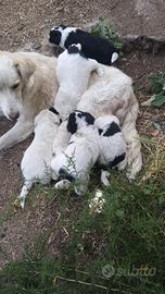 Cuccioli border collie maremmano