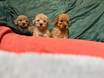 Cuccioli femmina barboncino toy