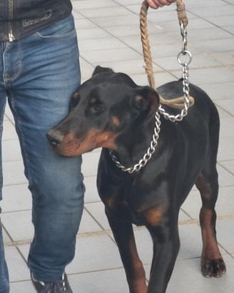 Dobermann cucciolo