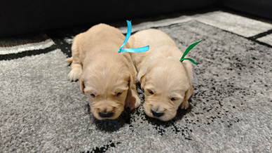 Cuccioli Golden retriever