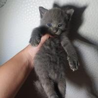 2 cuccioli di gatto certosino