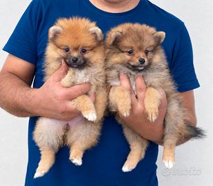 Spitz