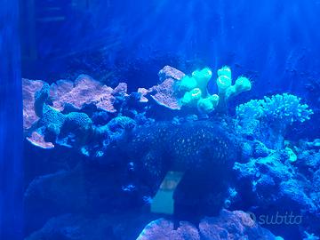 Rocce vive coralli 2 ocellaris Acquario marino