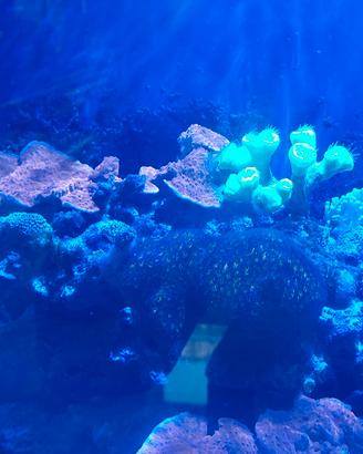 Rocce vive coralli 2 ocellaris Acquario marino