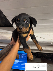 Cucciola di Rottweiler con pedigree