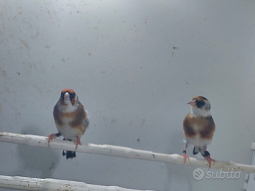 Cardellino coppia 2025