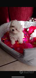 Cuccioli Maltesini mini