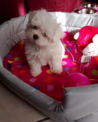 Cuccioli Maltesini mini