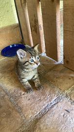 Gattini 2 mesi - 3 maschi e 1 femmina