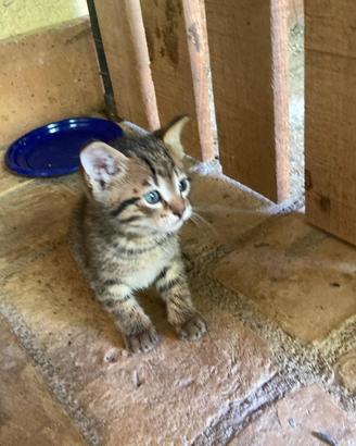 Gattini 2 mesi - 3 maschi e 1 femmina