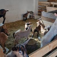 Capretti camosciati delle alpi e salem