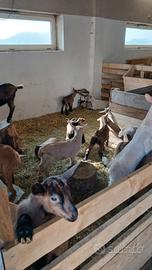 Capretti camosciati delle alpi e salem