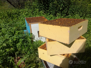 Nucleo api linguistiche