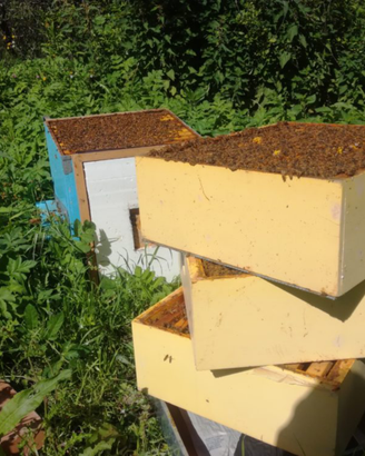 Nucleo api linguistiche