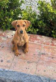 Cucciolo di segugio Re.ga.LO