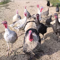 Tacchini leggeri ermellinati di rovigo