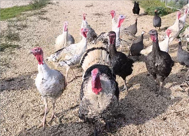 Tacchini leggeri ermellinati di rovigo