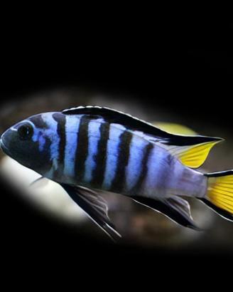 Ciclidi Malawi Ps.Elongatus Mpanga