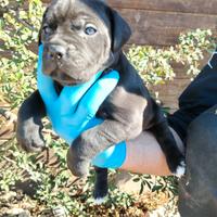 Cuccioli di cane corso