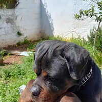 Rottwailer con pedigreee enci per monta
