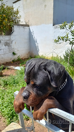 Rottwailer con pedigreee enci per monta