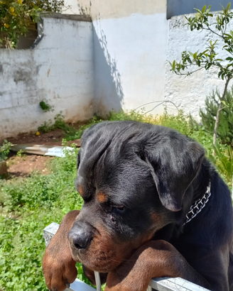 Rottwailer con pedigreee enci per monta