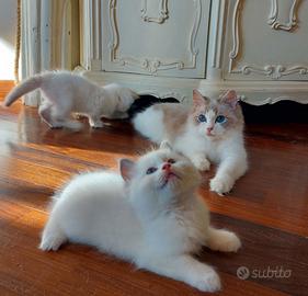 Maschio RAGDOLL blue lynx bicolor