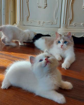 Maschio RAGDOLL blue lynx bicolor