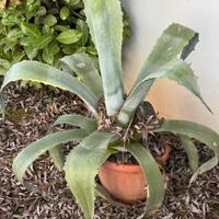 Piante