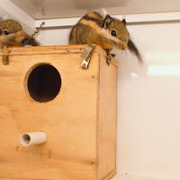 Scoiattolo striato dell'Himalaya (Tamiops)