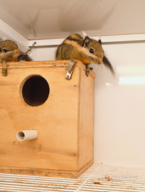 Scoiattolo striato dell'Himalaya (Tamiops)